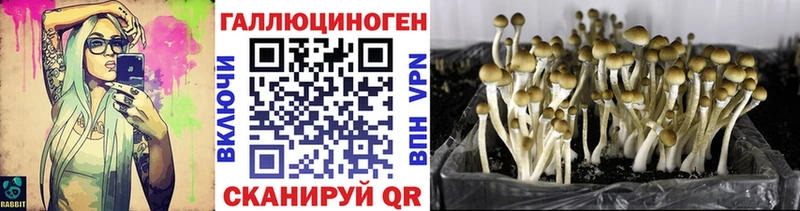 где найти   Острогожск  Псилоцибиновые грибы мухоморы 